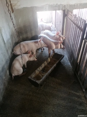 Purcei 50-70kg  - imagine 2