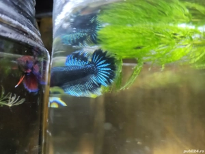 Masculi Betta pesti acvariu superbi - imagine 5