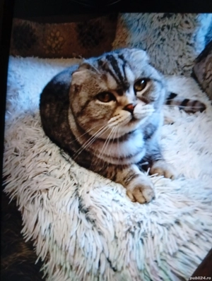 Vind pisică Scottish fold shorthair  - imagine 2