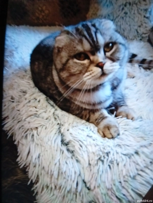 Vind pisică de rasă Scottish fold  - imagine 2