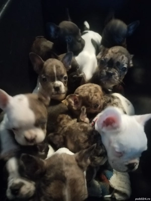 Buldog francez disponibili