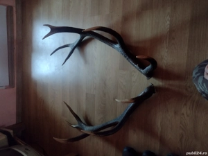 Vand Pereche COARNE  6raze