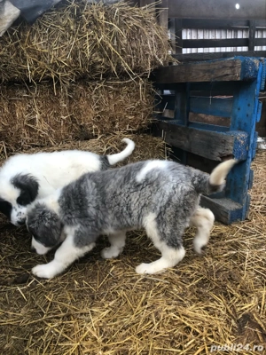 Vand catei rasa ciobanesc de bucovina