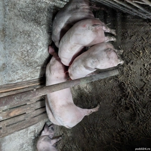 Schimba cotetu 55kg+ - imagine 2