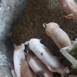 Schimba cotetu 55kg+ - imagine 4