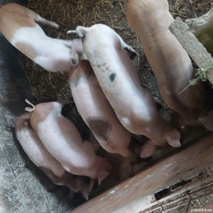 Schimba cotetu 55kg+ - imagine 3