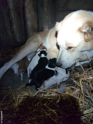 Prenotări ciobănesc de asia turkmen