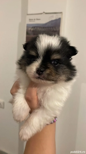 Pomeranieni de vânzare  - imagine 2