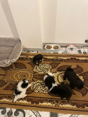 Pomeranieni de vânzare  - imagine 3