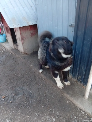 Vind cățelușă corb de Bucovina  - imagine 2