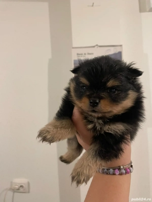 Pomeranieni de vânzare  - imagine 4