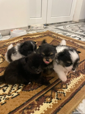 Pomeranieni de vânzare 