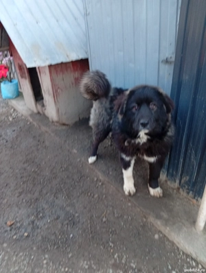 Vind cățelușă corb de Bucovina  - imagine 3