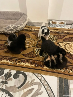 Pomeranieni de vânzare  - imagine 5