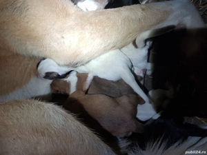 Prenotări ciobănesc de asia turkmen - imagine 2