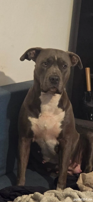  American Staffordshire Terrier - imagine 2