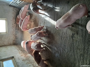 purcei de vânzare - imagine 2