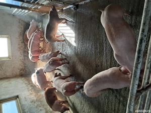 purcei de vânzare - imagine 3