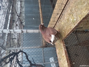 porumbei standard de vânzare  - imagine 2