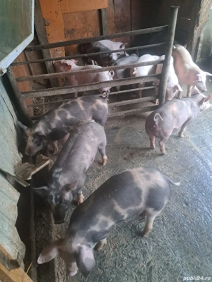 vând purcei  - imagine 3