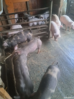 vând purcei  - imagine 4