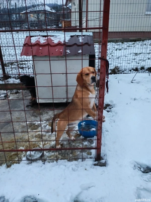 Câine de vânătoare Copoi&beagle 