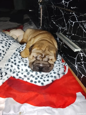 Puiuți de Sharpei caută căsuța noua... - imagine 2