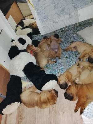 Puiuți de Sharpei caută căsuța noua... - imagine 4