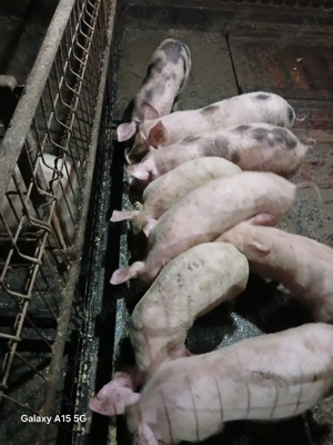 Purcei de casa de vânzare 