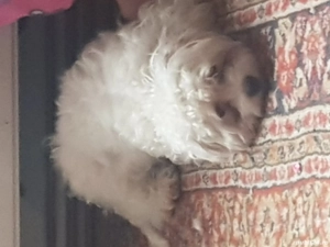 Fetița bishon frumoasa,ascultatoare,iubitoare - imagine 3