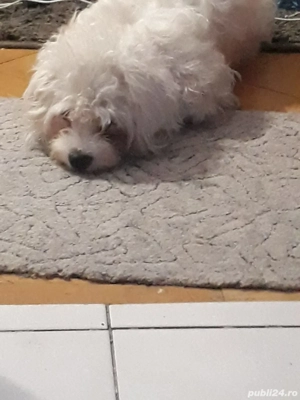 Fetița bishon frumoasa,ascultatoare,iubitoare