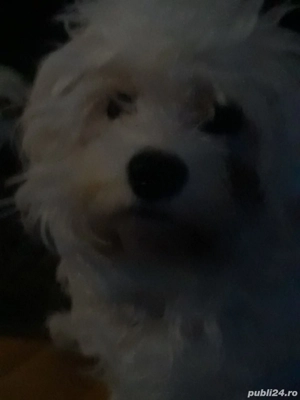 Fetița bishon frumoasa,ascultatoare,iubitoare - imagine 2