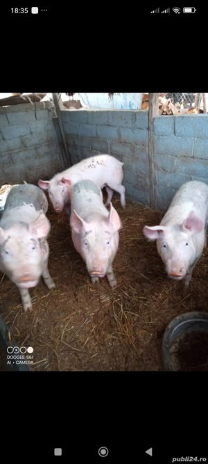 Purcei de vânzare 