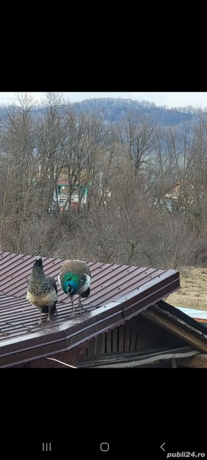 Păun crescut liber indian blue - imagine 2