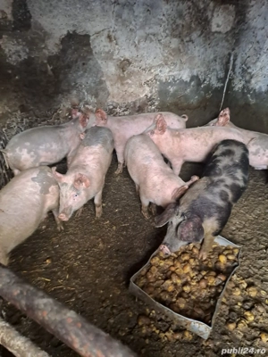 Porci de casa