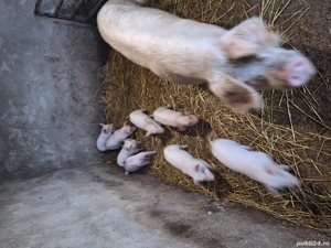 vand scroafa cu purcei - imagine 2