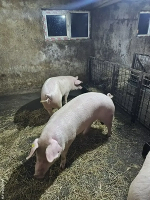 Vând Porci 120 - 160 kg  - imagine 3