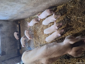 vand scroafa cu purcei