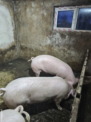 Vând Porci 120 - 160 kg  - imagine 4