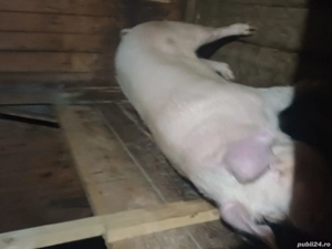 Vând poarcă la 250-270kg - imagine 3