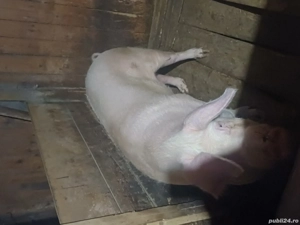 Vând poarcă la 250-270kg - imagine 4