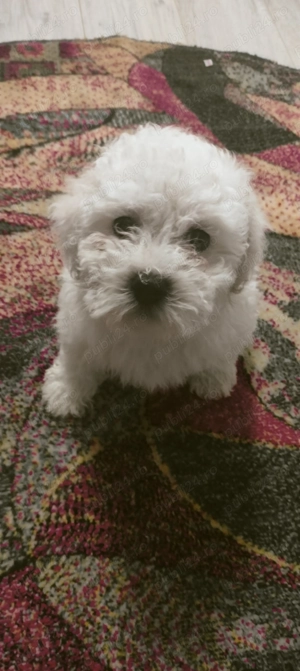 Vand cățel Bichon Maltese  - imagine 3