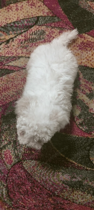 Vand cățel Bichon Maltese  - imagine 4