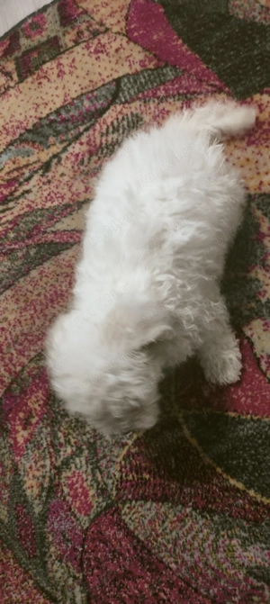 Vand cățel Bichon Maltese  - imagine 5