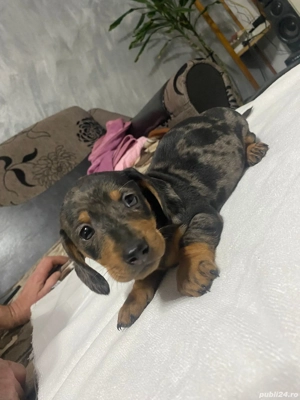 vand teckel , tekel, techel