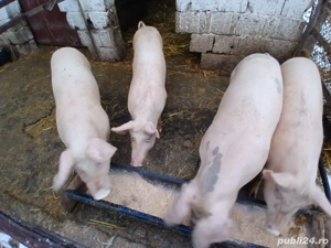 vand soldani - imagine 2