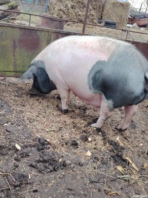 Vând doua scrofe gestnate  - imagine 4