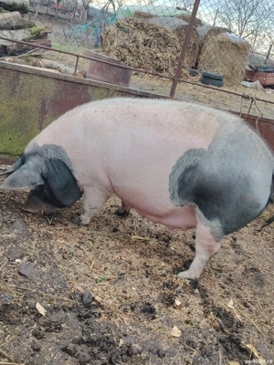 Vând doua scrofe gestnate  - imagine 3