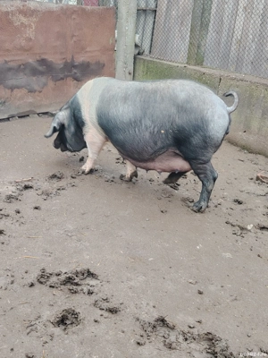 Vând doua scrofe gestnate  - imagine 2