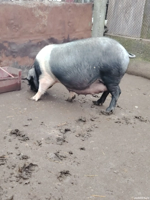 Vând doua scrofe gestnate 